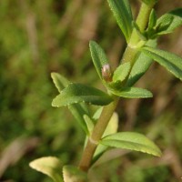 Limnophila repens (Benth.) Benth.